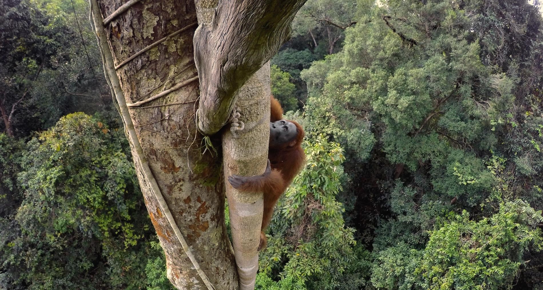 orangutans-national-park