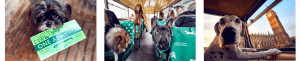 More-Than-Dogs-On-A-Bus